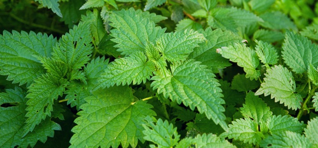 Stinging nettle or common nettle, Urtica dioica, perennial flowering plant